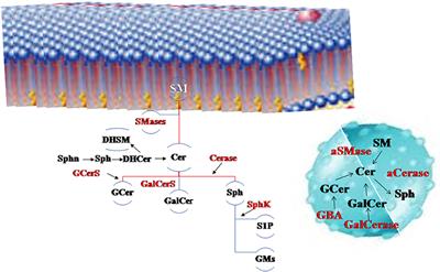 Exploring Sphingolipid Implications in Neurodegeneration